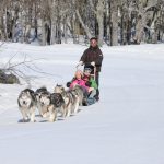 Trenós puxados por cães